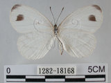 中文名:黑點粉蝶(纖粉蝶)(1282-18168)學名:Leptosia nina niobe (Wallace, 1866)(1282-18168)