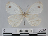 中文名:黑點粉蝶(纖粉蝶)(1282-18311)學名:Leptosia nina niobe (Wallace, 1866)(1282-18311)