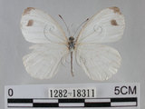 中文名:黑點粉蝶(纖粉蝶)(1282-18311)學名:Leptosia nina niobe (Wallace, 1866)(1282-18311)