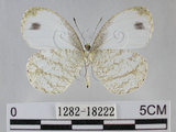 中文名:黑點粉蝶(纖粉蝶)(1282-18222)學名:Leptosia nina niobe (Wallace, 1866)(1282-18222)