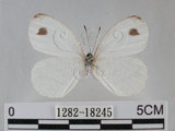 中文名:黑點粉蝶(纖粉蝶)(1282-18245)學名:Leptosia nina niobe (Wallace, 1866)(1282-18245)