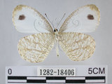 中文名:黑點粉蝶(纖粉蝶)(1282-18406)學名:Leptosia nina niobe (Wallace, 1866)(1282-18406)