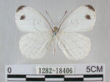 中文名:黑點粉蝶(纖粉蝶)(1282-18406)學名:Leptosia nina niobe (Wallace, 1866)(1282-18406)