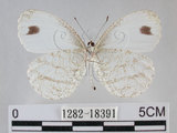 中文名:黑點粉蝶(纖粉蝶)(1282-18391)學名:Leptosia nina niobe (Wallace, 1866)(1282-18391)
