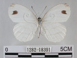 中文名:黑點粉蝶(纖粉蝶)(1282-18391)學名:Leptosia nina niobe (Wallace, 1866)(1282-18391)