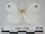 中文名:黑點粉蝶(纖粉蝶)(1282-17595)學名:Leptosia nina niobe (Wallace, 1866)(1282-17595)