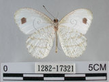 中文名:黑點粉蝶(纖粉蝶)(1282-17321)學名:Leptosia nina niobe (Wallace, 1866)(1282-17321)