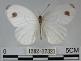 中文名:黑點粉蝶(纖粉蝶)(1282-17321)學名:Leptosia nina niobe (Wallace, 1866)(1282-17321)