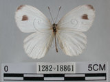 中文名:黑點粉蝶(纖粉蝶)(1282-18861)學名:Leptosia nina niobe (Wallace, 1866)(1282-18861)