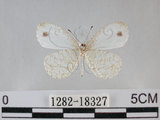 中文名:黑點粉蝶(纖粉蝶)(1282-18327)學名:Leptosia nina niobe (Wallace, 1866)(1282-18327)