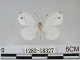 中文名:黑點粉蝶(纖粉蝶)(1282-18327)學名:Leptosia nina niobe (Wallace, 1866)(1282-18327)
