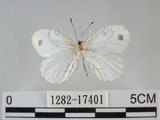 中文名:黑點粉蝶(纖粉蝶)(1282-17401)學名:Leptosia nina niobe (Wallace, 1866)(1282-17401)