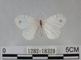中文名:黑點粉蝶(纖粉蝶)(1282-18320)學名:Leptosia nina niobe (Wallace, 1866)(1282-18320)