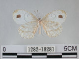 中文名:黑點粉蝶(纖粉蝶)(1282-18281)學名:Leptosia nina niobe (Wallace, 1866)(1282-18281)