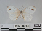 中文名:黑點粉蝶(纖粉蝶)(1282-18281)學名:Leptosia nina niobe (Wallace, 1866)(1282-18281)