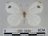 中文名:黑點粉蝶(纖粉蝶)(1282-18394)學名:Leptosia nina niobe (Wallace, 1866)(1282-18394)