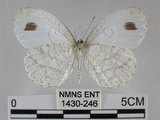 中文名:黑點粉蝶(纖粉蝶)(1430-246)學名:Leptosia nina niobe (Wallace, 1866)(1430-246)