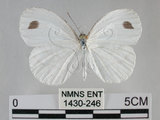 中文名:黑點粉蝶(纖粉蝶)(1430-246)學名:Leptosia nina niobe (Wallace, 1866)(1430-246)