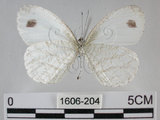 中文名:黑點粉蝶(纖粉蝶)(1606-204)學名:Leptosia nina niobe (Wallace, 1866)(1606-204)