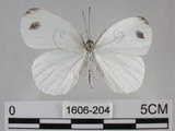 中文名:黑點粉蝶(纖粉蝶)(1606-204)學名:Leptosia nina niobe (Wallace, 1866)(1606-204)