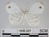 中文名:黑點粉蝶(纖粉蝶)(1606-207)學名:Leptosia nina niobe (Wallace, 1866)(1606-207)