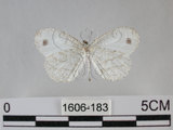 中文名:黑點粉蝶(纖粉蝶)(1606-183)學名:Leptosia nina niobe (Wallace, 1866)(1606-183)