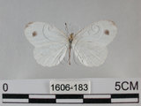 中文名:黑點粉蝶(纖粉蝶)(1606-183)學名:Leptosia nina niobe (Wallace, 1866)(1606-183)