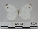 中文名:黑點粉蝶(纖粉蝶)(1606-188)學名:Leptosia nina niobe (Wallace, 1866)(1606-188)
