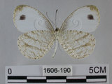 中文名:黑點粉蝶(纖粉蝶)(1606-190)學名:Leptosia nina niobe (Wallace, 1866)(1606-190)