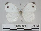 中文名:黑點粉蝶(纖粉蝶)(1606-190)學名:Leptosia nina niobe (Wallace, 1866)(1606-190)