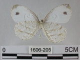 中文名:黑點粉蝶(纖粉蝶)(1606-205)學名:Leptosia nina niobe (Wallace, 1866)(1606-205)