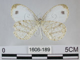 中文名:黑點粉蝶(纖粉蝶)(1606-189)學名:Leptosia nina niobe (Wallace, 1866)(1606-189)