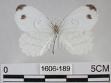 中文名:黑點粉蝶(纖粉蝶)(1606-189)學名:Leptosia nina niobe (Wallace, 1866)(1606-189)