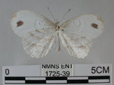中文名:黑點粉蝶(纖粉蝶)(1725-39)學名:Leptosia nina niobe (Wallace, 1866)(1725-39)
