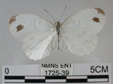 中文名:黑點粉蝶(纖粉蝶)(1725-39)學名:Leptosia nina niobe (Wallace, 1866)(1725-39)