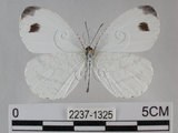 中文名:黑點粉蝶(纖粉蝶)(2237-1325)學名:Leptosia nina niobe (Wallace, 1866)(2237-1325)