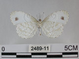 中文名:黑點粉蝶(纖粉蝶)(2489-11)學名:Leptosia nina niobe (Wallace, 1866)(2489-11)