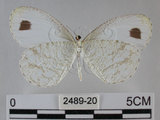 中文名:黑點粉蝶(纖粉蝶)(2489-20)學名:Leptosia nina niobe (Wallace, 1866)(2489-20)