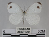 中文名:黑點粉蝶(纖粉蝶)(2880-1004)學名:Leptosia nina niobe (Wallace, 1866)(2880-1004)