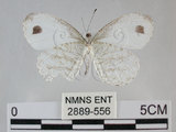 中文名:黑點粉蝶(纖粉蝶)(2889-556)學名:Leptosia nina niobe (Wallace, 1866)(2889-556)
