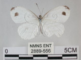 中文名:黑點粉蝶(纖粉蝶)(2889-556)學名:Leptosia nina niobe (Wallace, 1866)(2889-556)