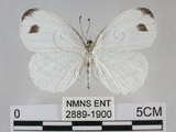 中文名:黑點粉蝶(纖粉蝶)(2889-1900)學名:Leptosia nina niobe (Wallace, 1866)(2889-1900)