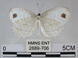 中文名:黑點粉蝶(纖粉蝶)(2889-706)學名:Leptosia nina niobe (Wallace, 1866)(2889-706)