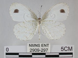 中文名:黑點粉蝶(纖粉蝶)(2909-297)學名:Leptosia nina niobe (Wallace, 1866)(2909-297)