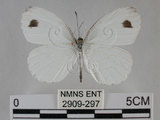 中文名:黑點粉蝶(纖粉蝶)(2909-297)學名:Leptosia nina niobe (Wallace, 1866)(2909-297)