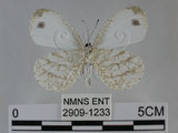 中文名:黑點粉蝶(纖粉蝶)(2909-1233)學名:Leptosia nina niobe (Wallace, 1866)(2909-1233)