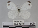 中文名:黑點粉蝶(纖粉蝶)(2909-1233)學名:Leptosia nina niobe (Wallace, 1866)(2909-1233)