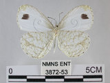 中文名:黑點粉蝶(纖粉蝶)(3872-53)學名:Leptosia nina niobe (Wallace, 1866)(3872-53)