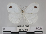 中文名:黑點粉蝶(纖粉蝶)(3872-53)學名:Leptosia nina niobe (Wallace, 1866)(3872-53)