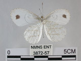 中文名:黑點粉蝶(纖粉蝶)(3872-57)學名:Leptosia nina niobe (Wallace, 1866)(3872-57)